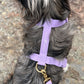 waterproof dog harness in lilac 2