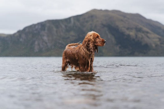 Beige waterproof dog collar