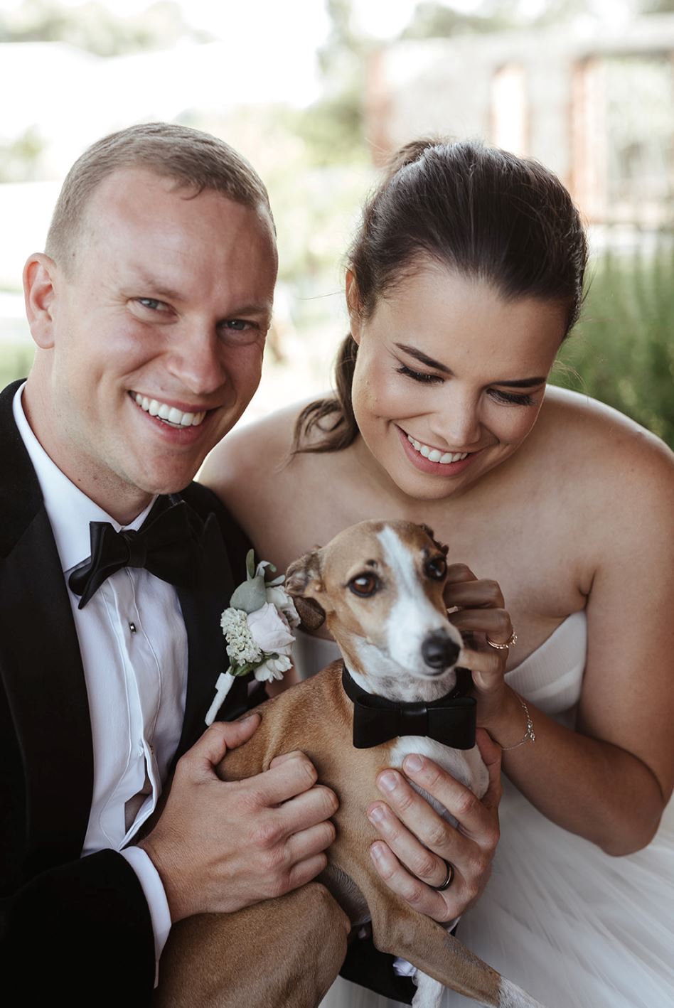 dog bow tie black wedding