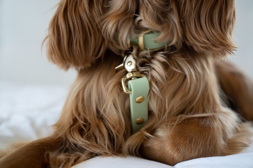Sage biothane waterproof dog collar and leash