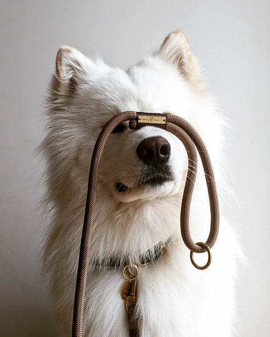 white dog wearing brown rope dog lead and black dog collar