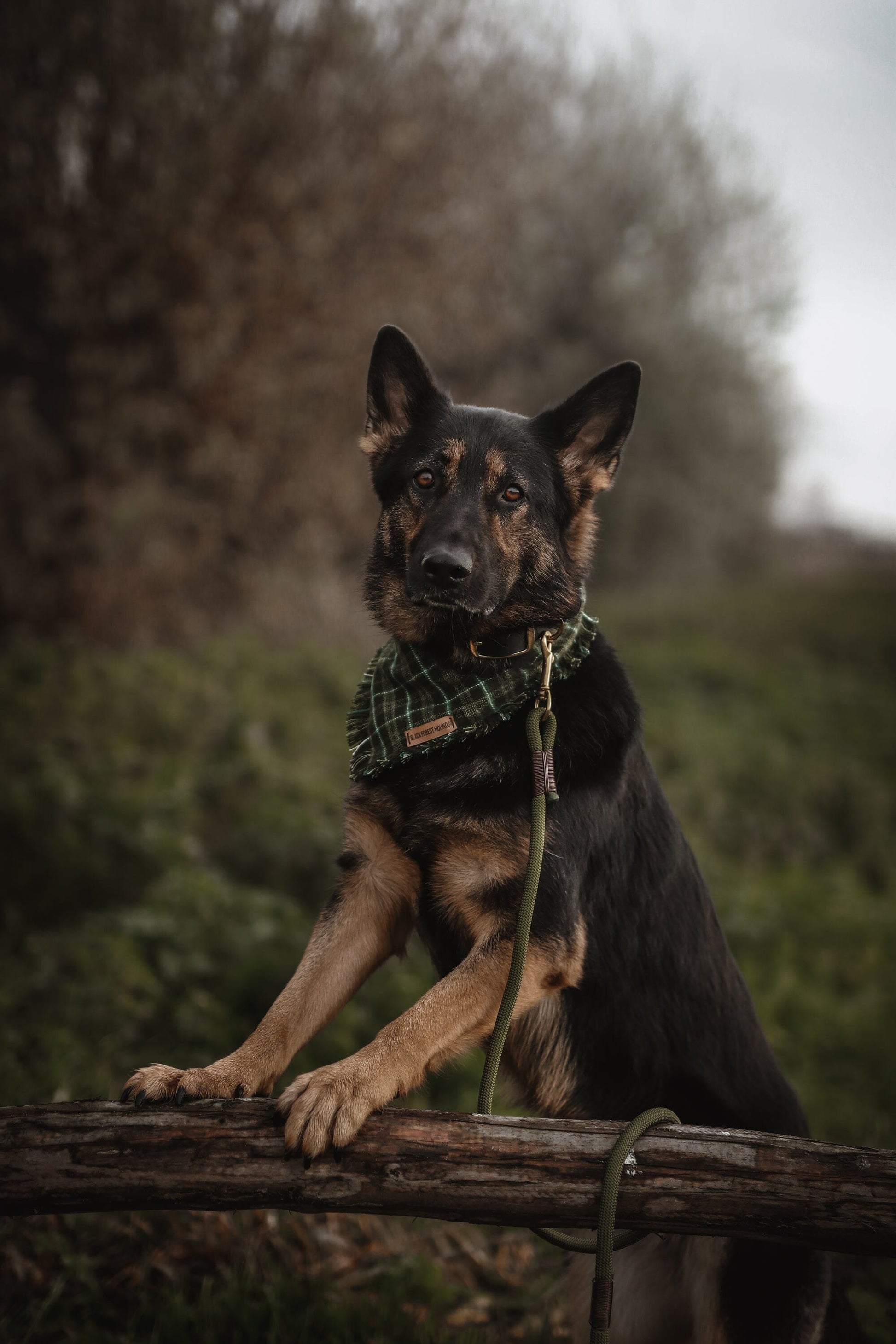 black waterproof dog collar and green rope dog leash 