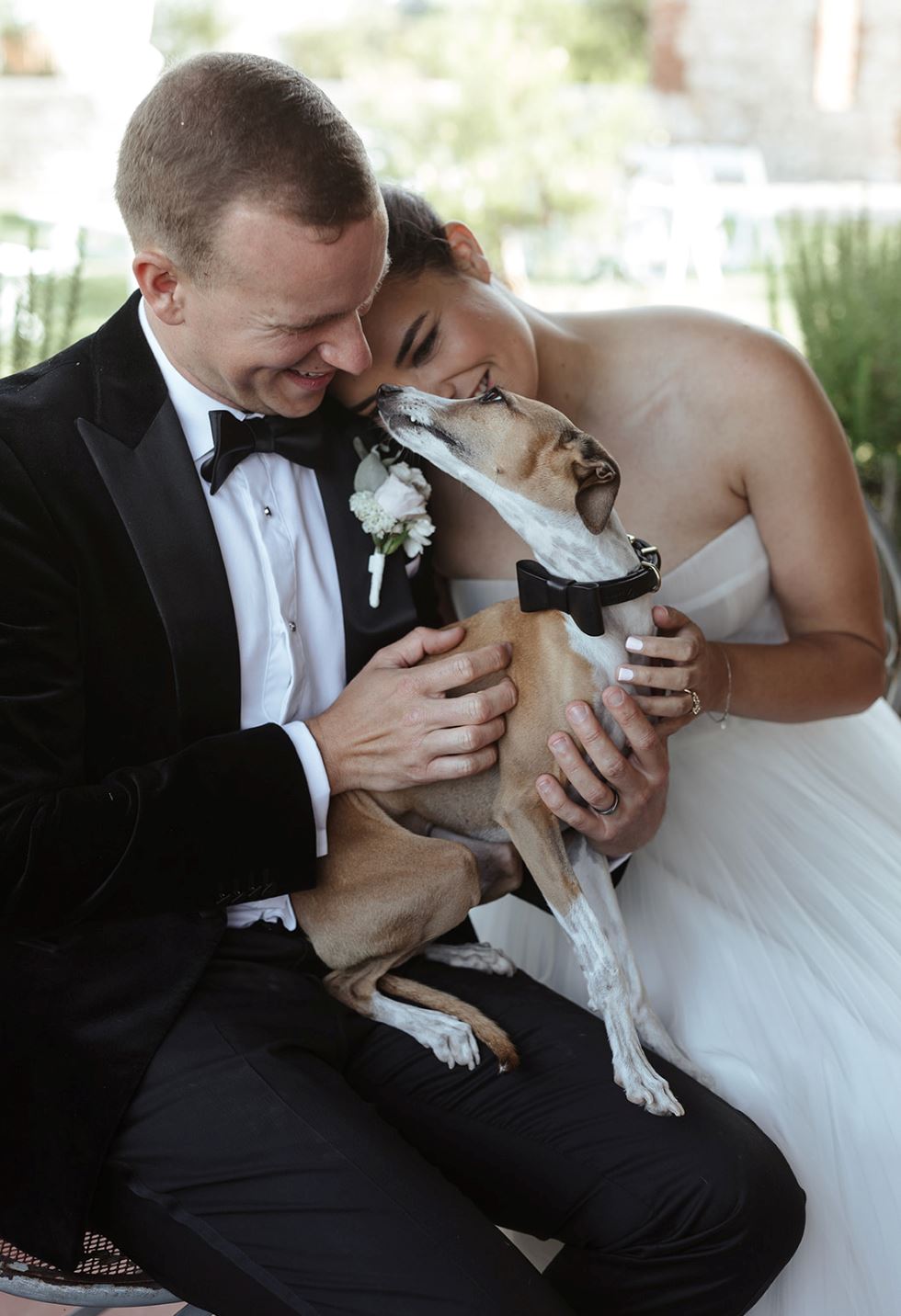 dog bow tie black wedding