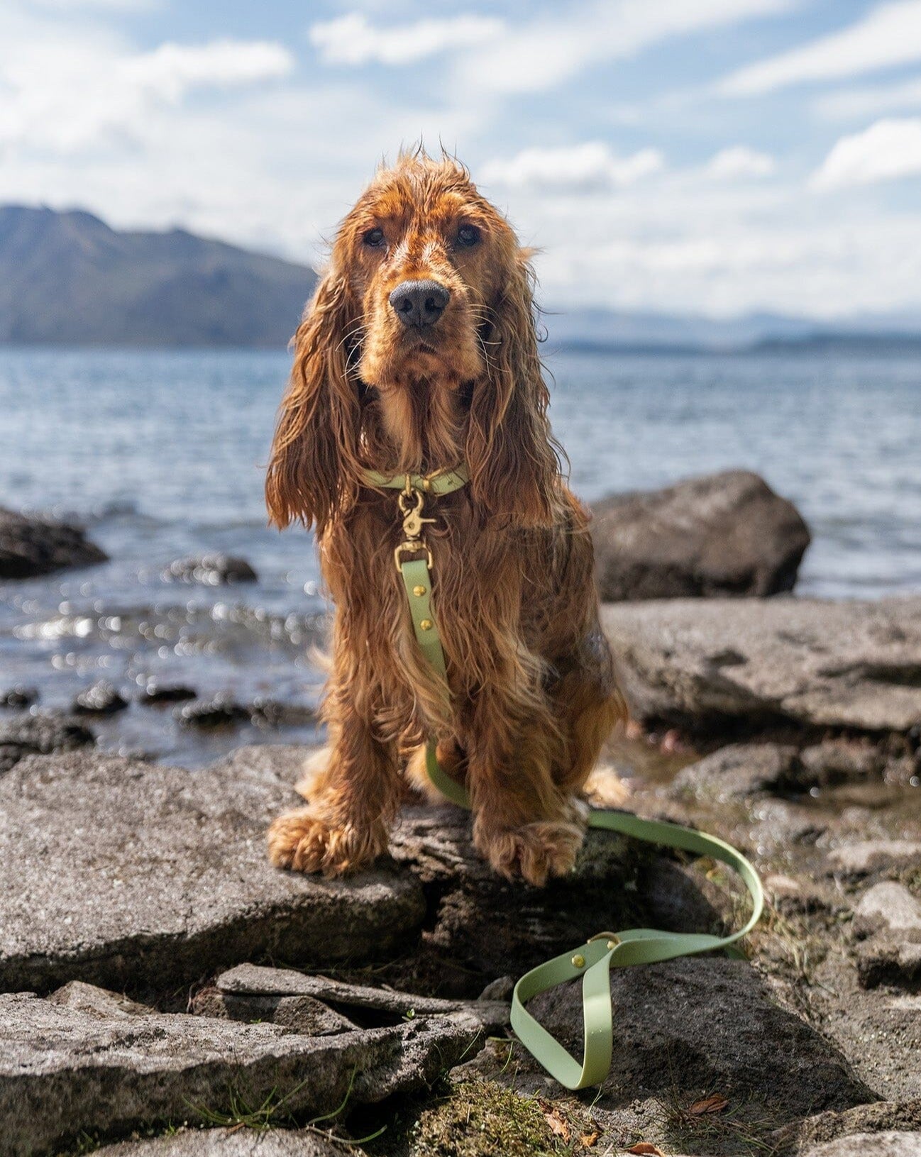 dog wearing green waterproof dog leash set 