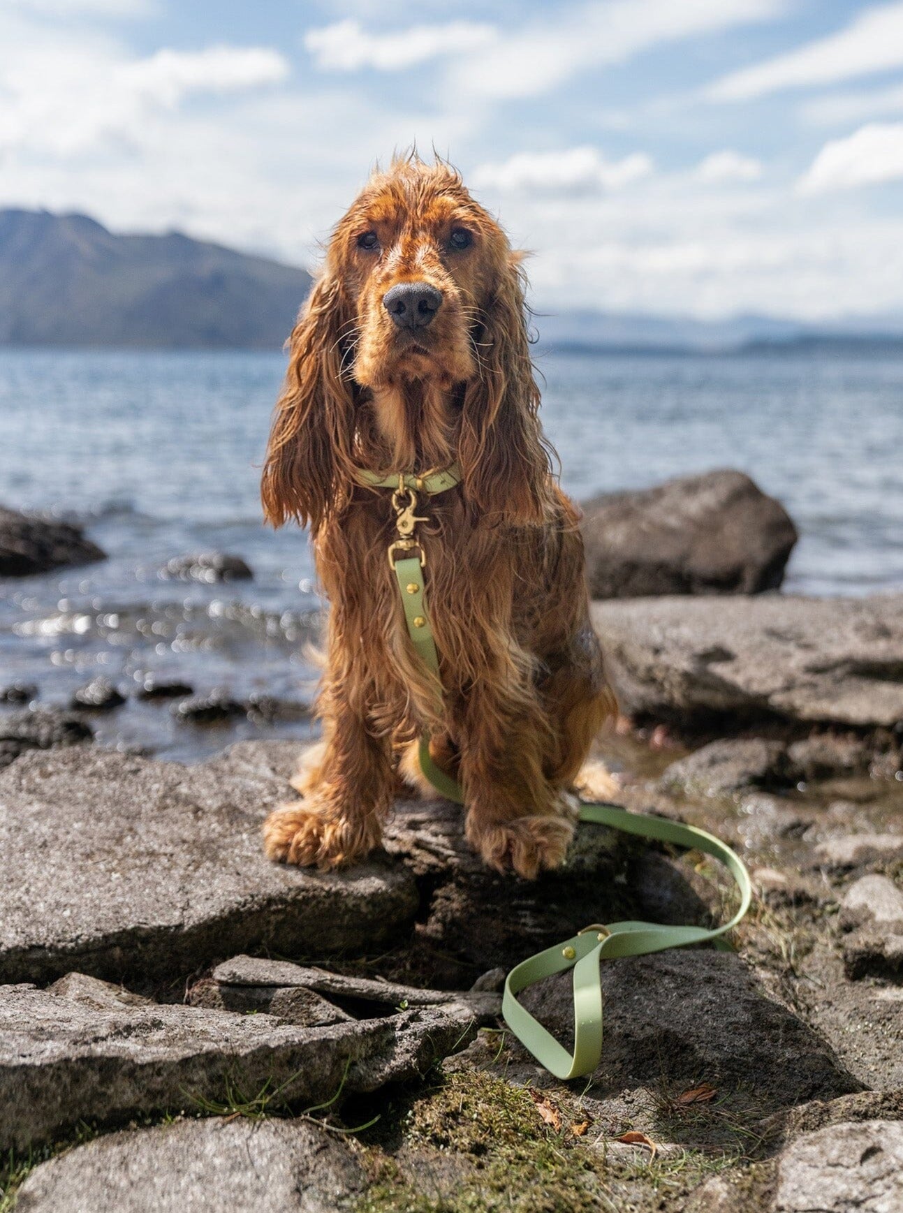 dog wearing green waterproof dog leash set 