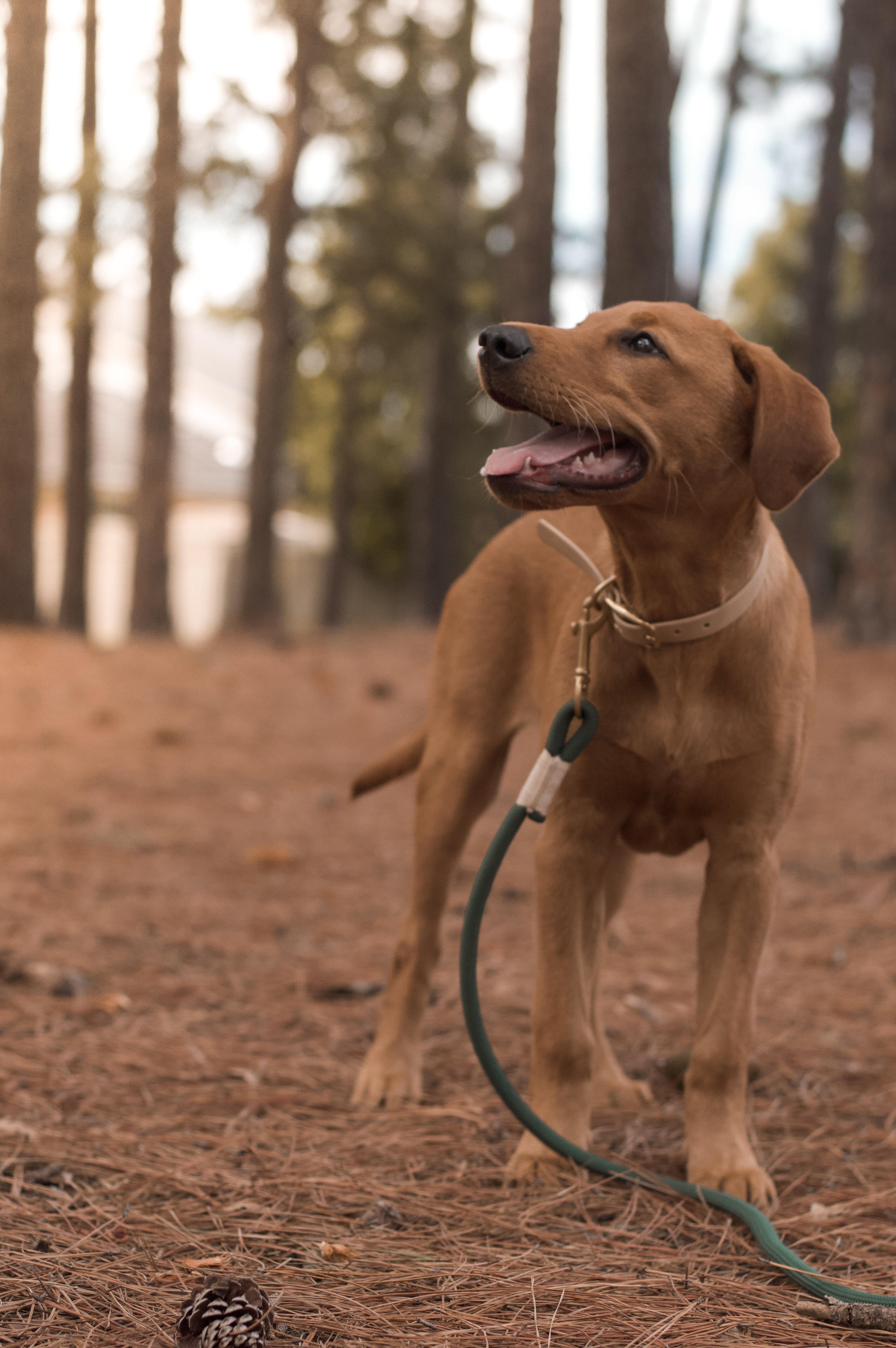 green rope dog leash