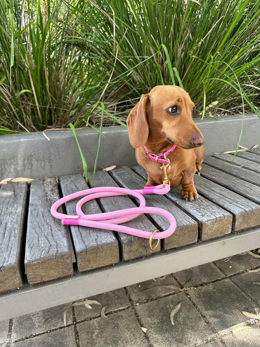 sausage dog wearing pink rope dog lead
