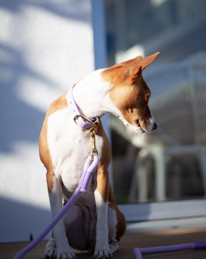 waterproof lilac dog collar